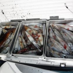 BlueNote Fishing Taxi 釣果