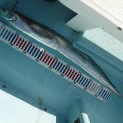 BlueNote Fishing Taxi 釣果