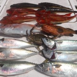 JDI Racing シールズマリンレジャー 釣果