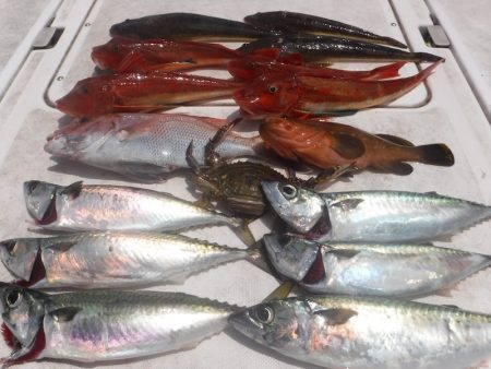 JDI Racing シールズマリンレジャー 釣果