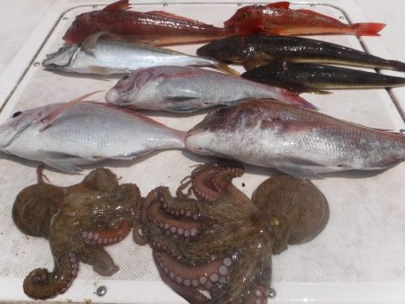 JDI Racing シールズマリンレジャー 釣果