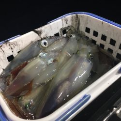 South Current 釣果