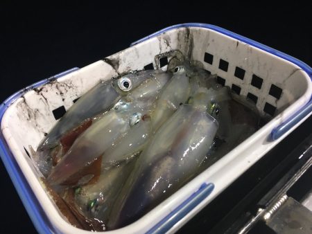 South Current 釣果