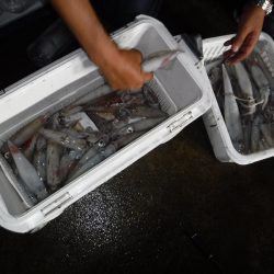 BlueNote Fishing Taxi 釣果