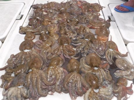 ＪＤＩ　Ｒａｃｉｎｇ　シールズマリンレジャ…