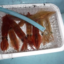 BlueNote Fishing Taxi 釣果