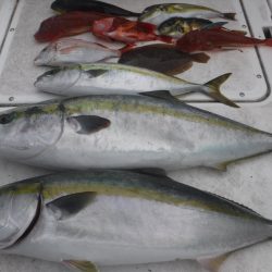 JDI Racing シールズマリンレジャー 釣果