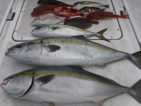 ＪＤＩ　Ｒａｃｉｎｇ　シールズマリンレジャ…