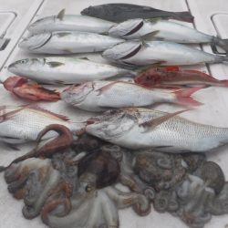 JDI Racing シールズマリンレジャー 釣果