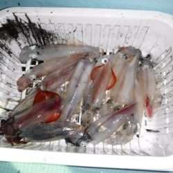 BlueNote Fishing Taxi 釣果