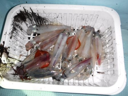 BlueNote Fishing Taxi 釣果