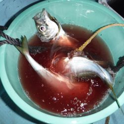 BlueNote Fishing Taxi 釣果