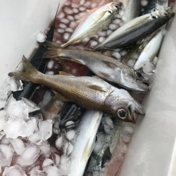 もと明丸 釣果