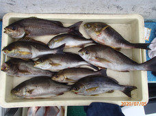 七福丸 釣果