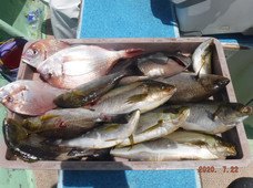 七福丸 釣果