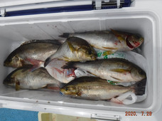 七福丸 釣果