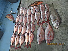 遊漁船 未紗奈 釣果