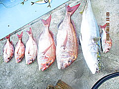 遊漁船 未紗奈 釣果