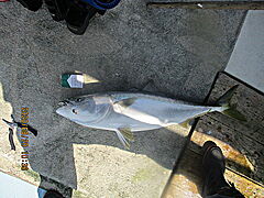 遊漁船 未紗奈 釣果