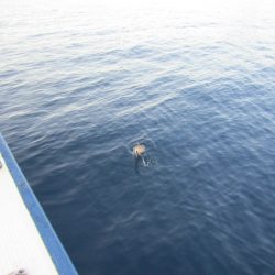 ジギング船 BLUEWATER 釣果