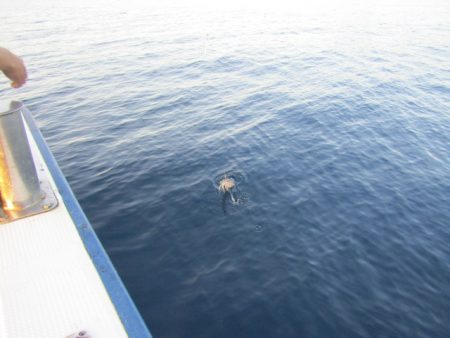 ジギング船 BLUEWATER 釣果