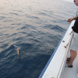 ジギング船 BLUEWATER 釣果