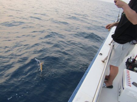 ジギング船 BLUEWATER 釣果