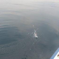 ジギング船 BLUEWATER 釣果