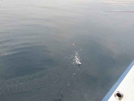 ジギング船 BLUEWATER 釣果