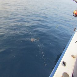 ジギング船 BLUEWATER 釣果