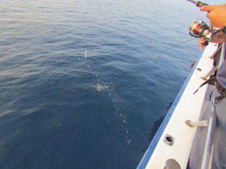 ジギング船 BLUEWATER 釣果