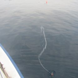 ジギング船 BLUEWATER 釣果