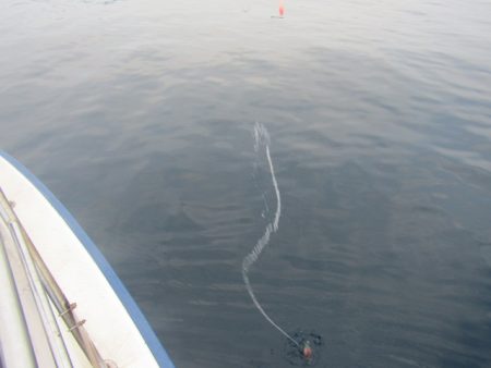 ジギング船 BLUEWATER 釣果