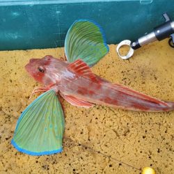 遊漁船 ニライカナイ 釣果