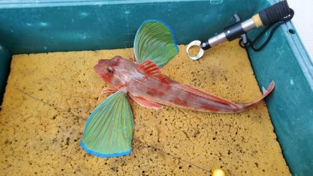 遊漁船 ニライカナイ 釣果