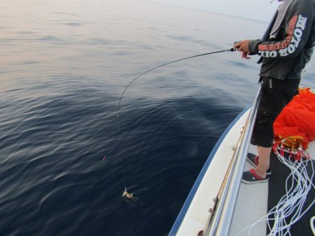 ジギング船 BLUEWATER 釣果