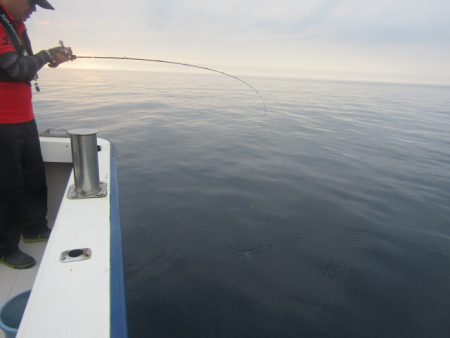 ジギング船 BLUEWATER 釣果