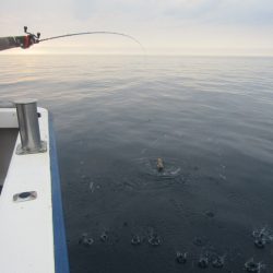 ジギング船 BLUEWATER 釣果