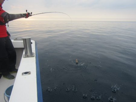 ジギング船 BLUEWATER 釣果