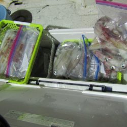 ジギング船 BLUEWATER 釣果