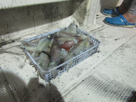 ジギング船 BLUEWATER 釣果