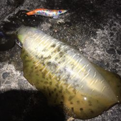 8月の和歌山でええのん釣れた夏イカエギング!