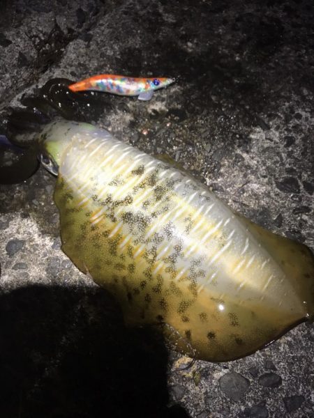 ８月の和歌山でええのん釣れた夏イカエギング…