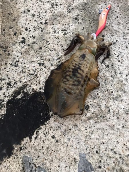 夏イカ狙いとカンパチ狙いで地磯釣行