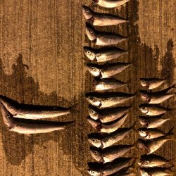 アジはまだ小さいのばかり