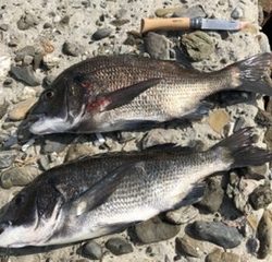 朝イチ のちサバサバサバ