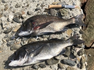 朝イチ　のちサバサバサバ