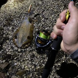 今年から始めたエギング第1号