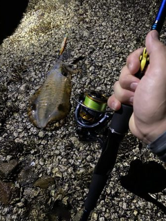 今年から始めたエギング第1号