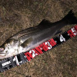 円山川シーバス